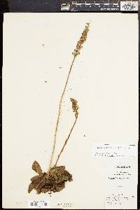 Goodyera pubescens image