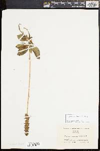 Goodyera pubescens image