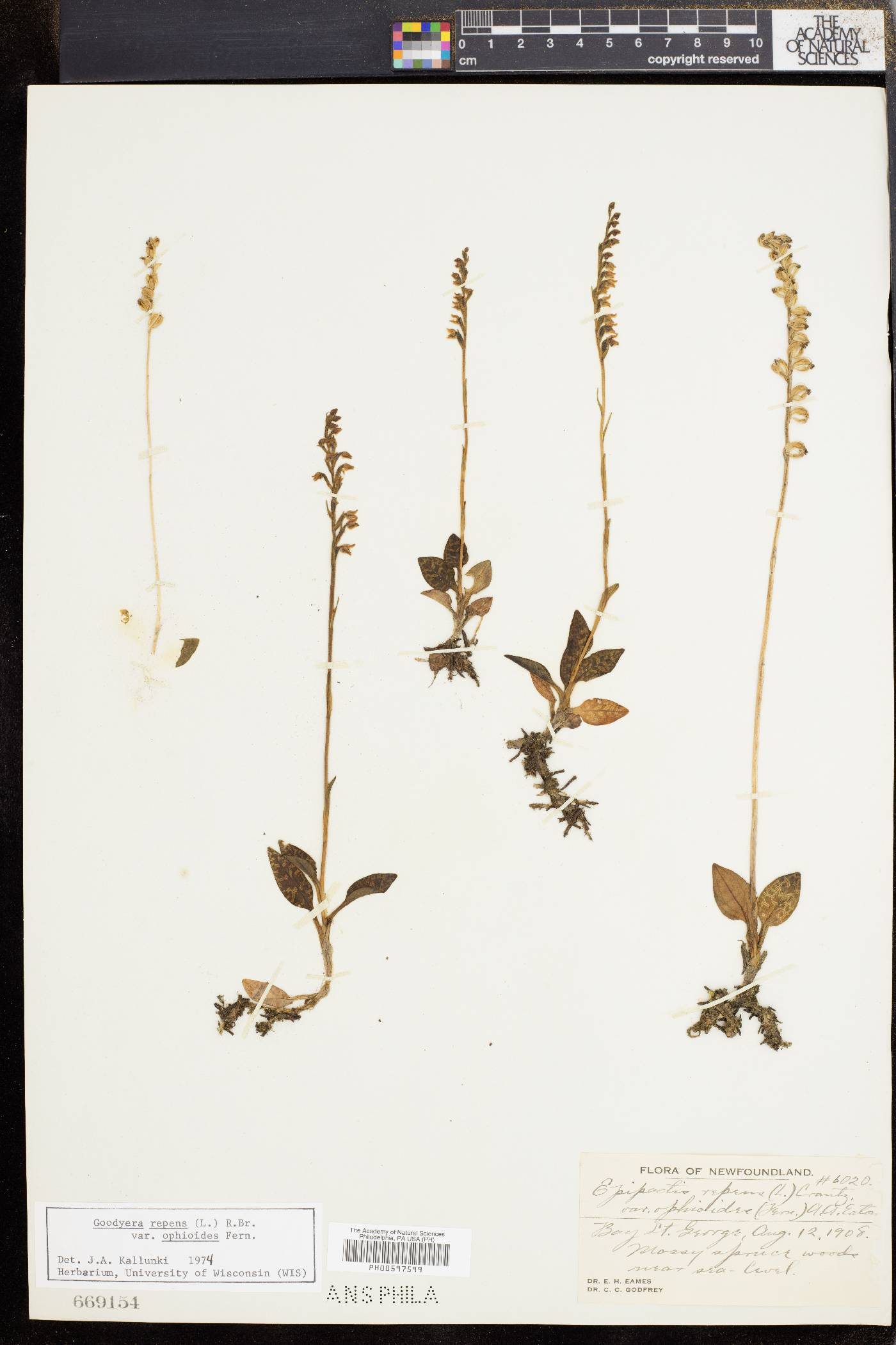 Goodyera repens image