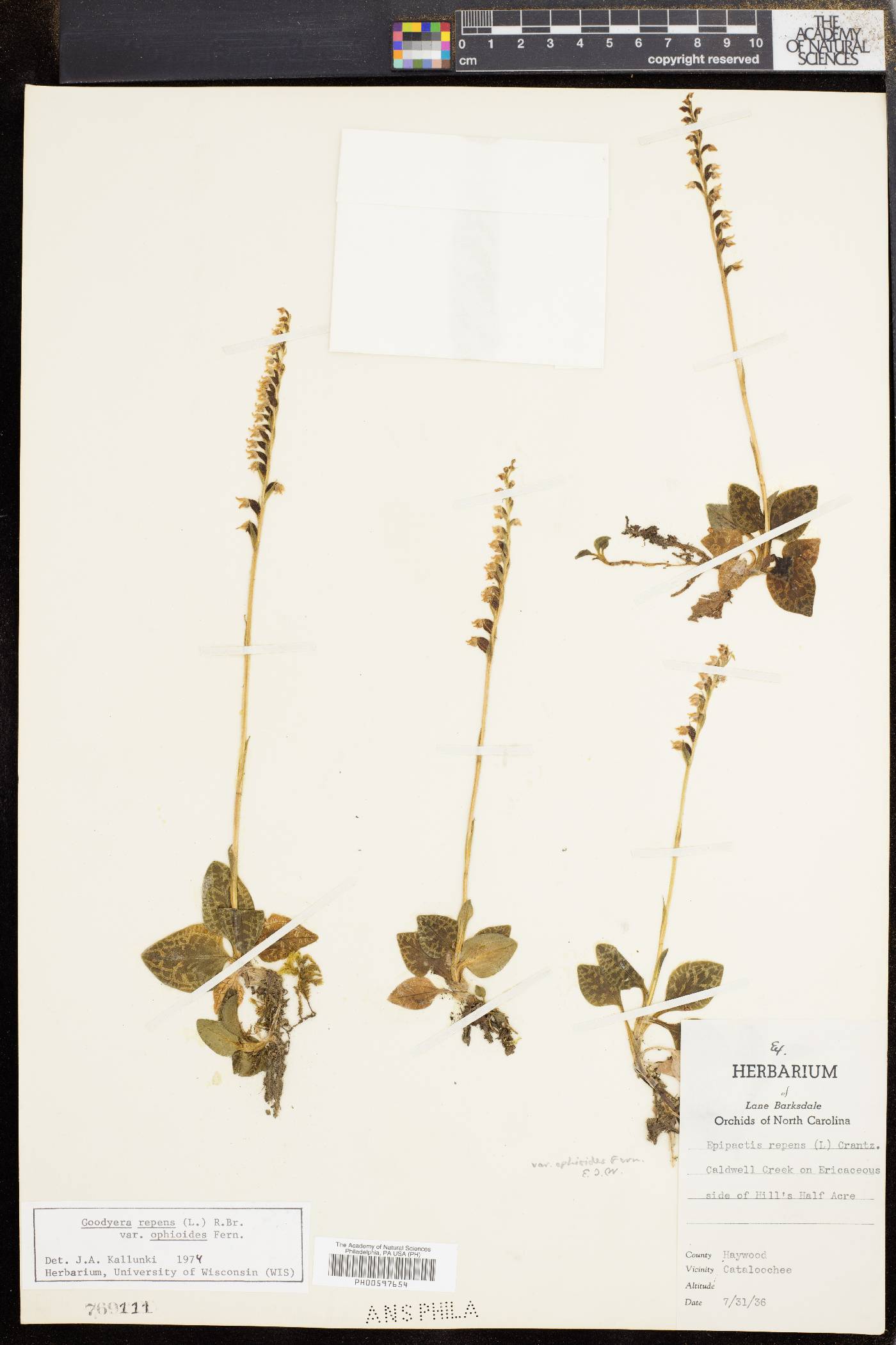 Goodyera repens image