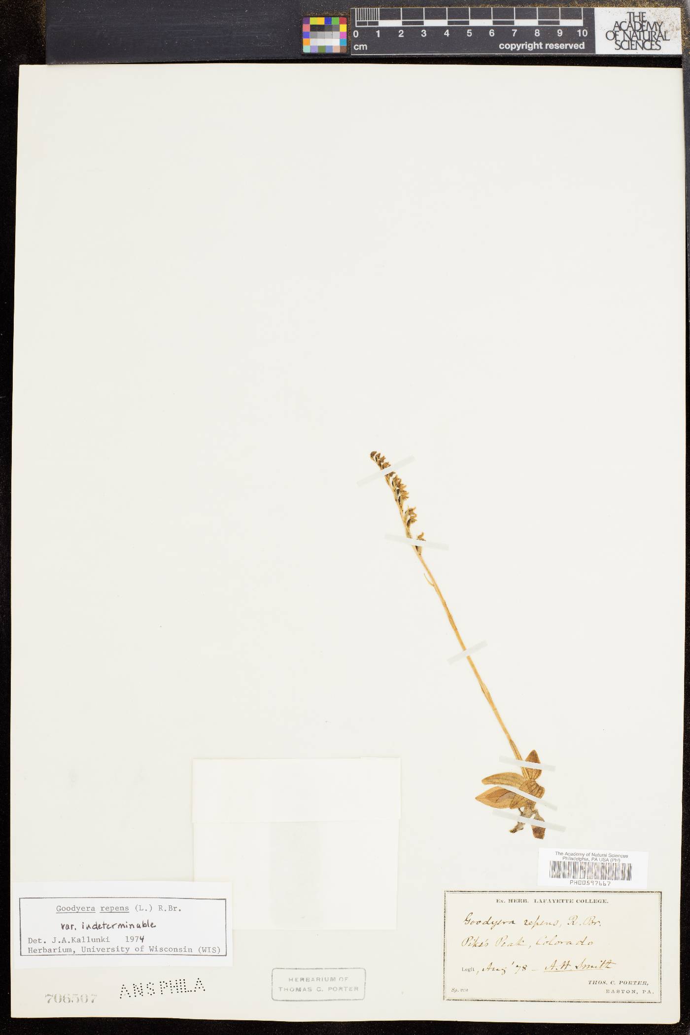 Goodyera repens image