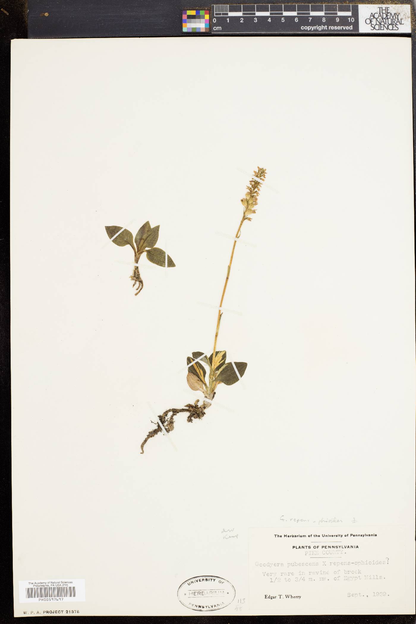 Goodyera repens image