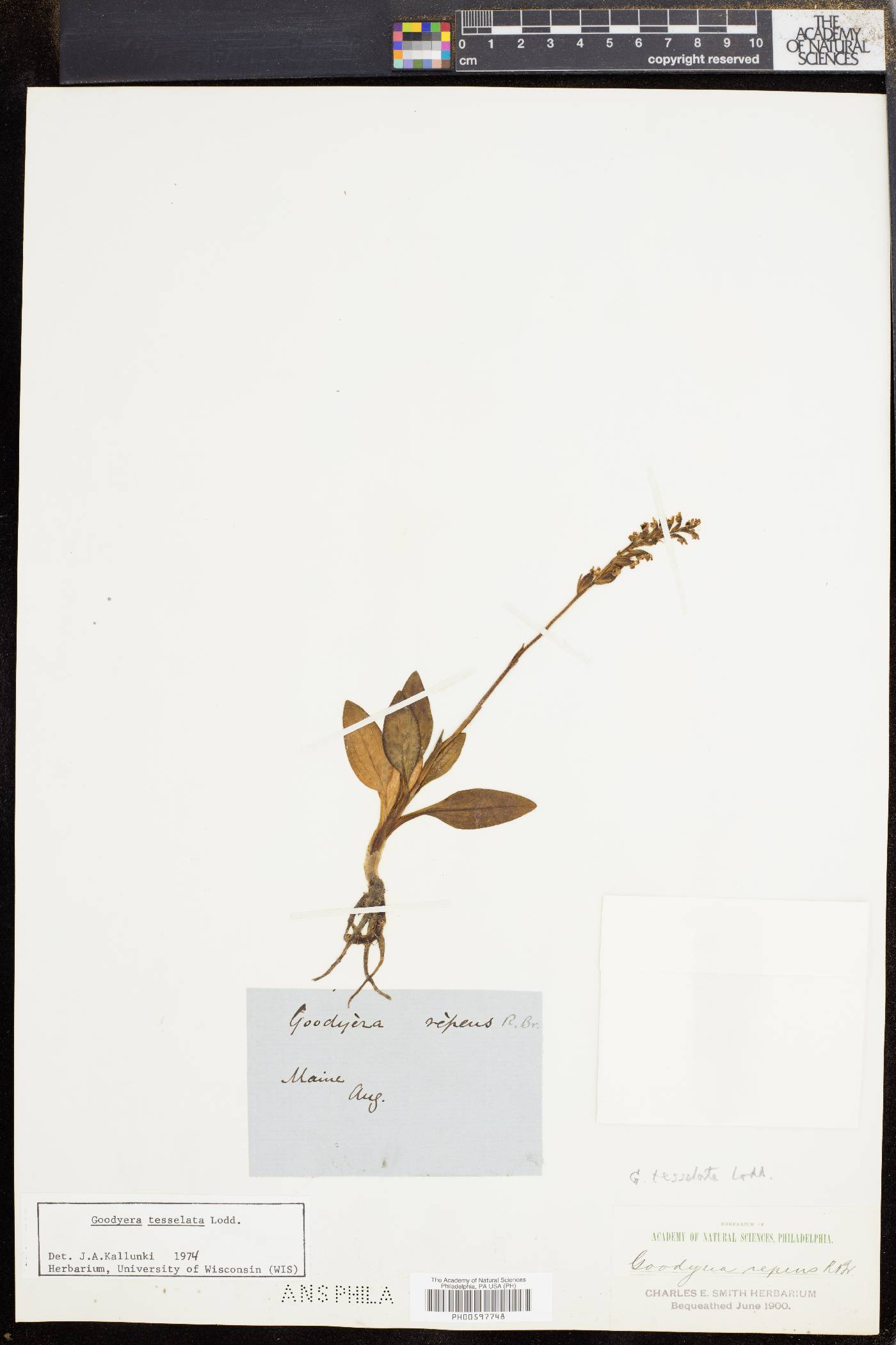 Goodyera tesselata image