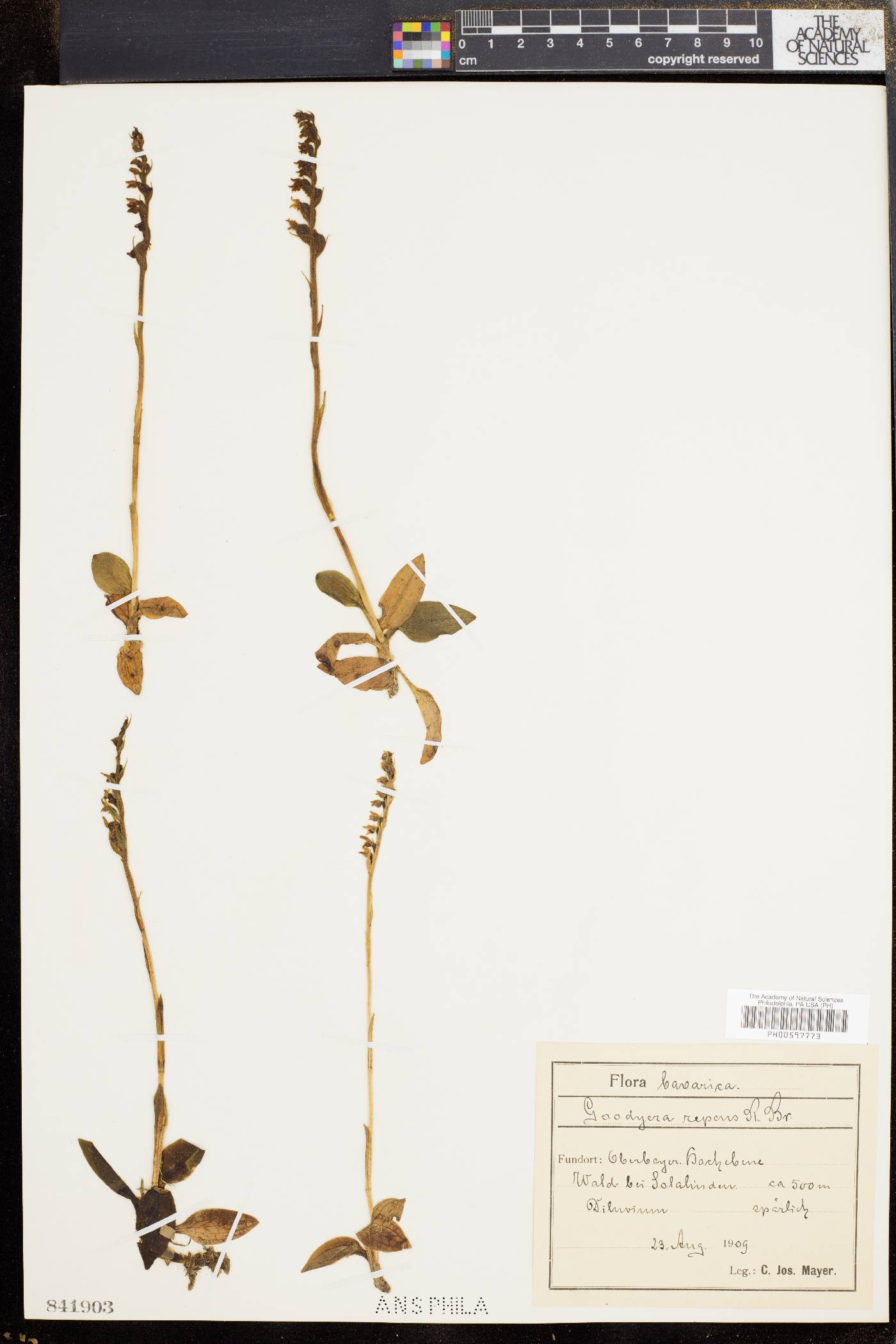Goodyera repens image