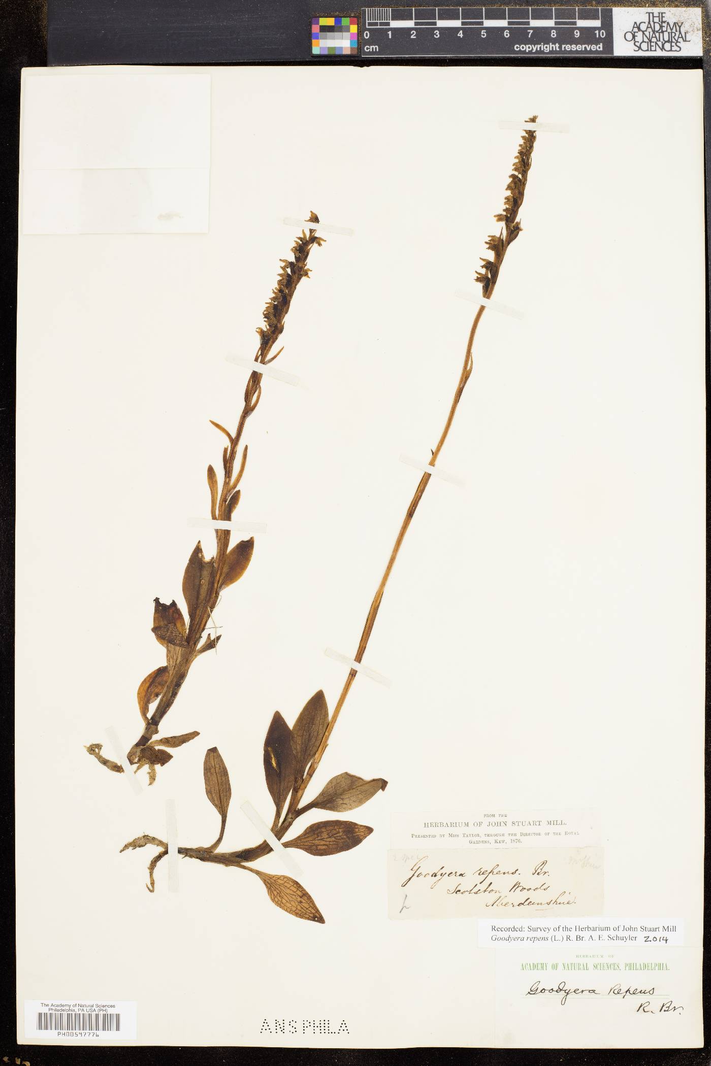 Goodyera repens image