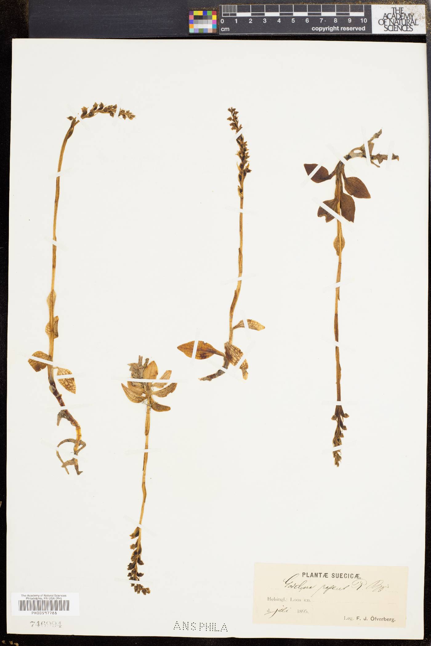 Goodyera repens image