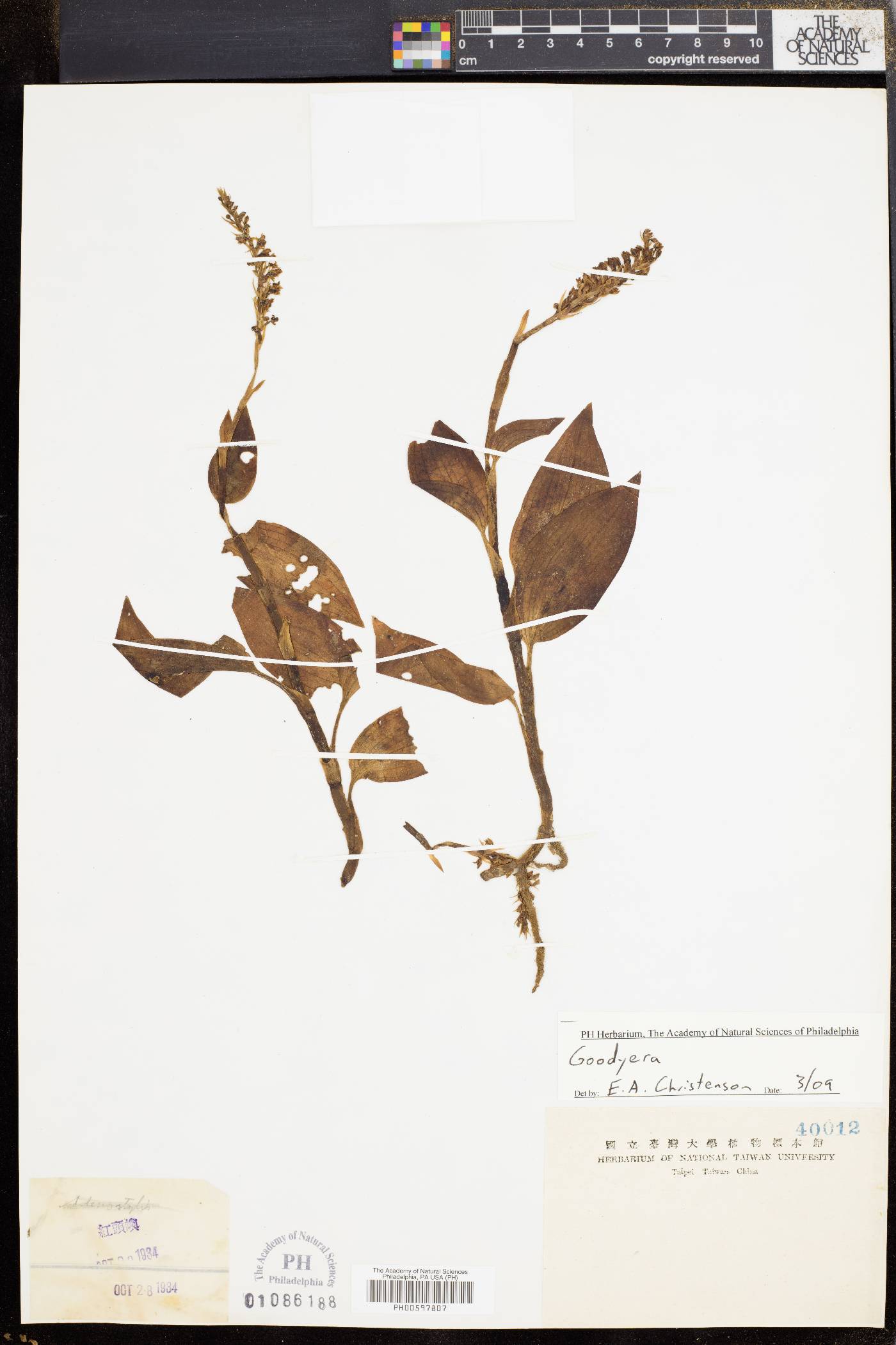 Goodyera repens image