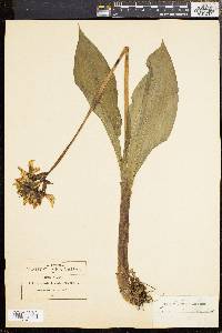 Image of Govenia liliacea