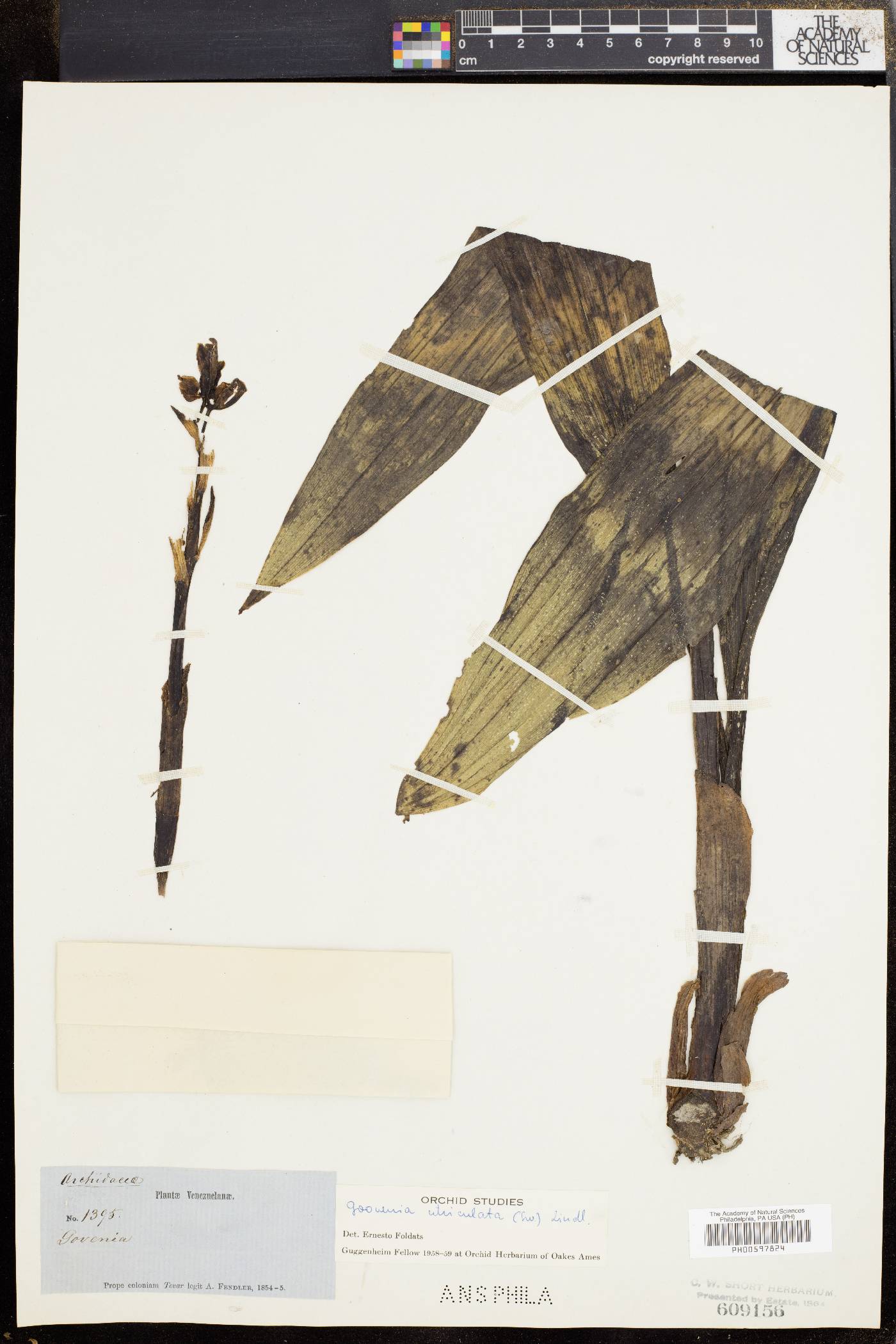 Govenia floridana image