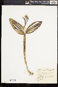 Image of Guarianthe aurantiaca
