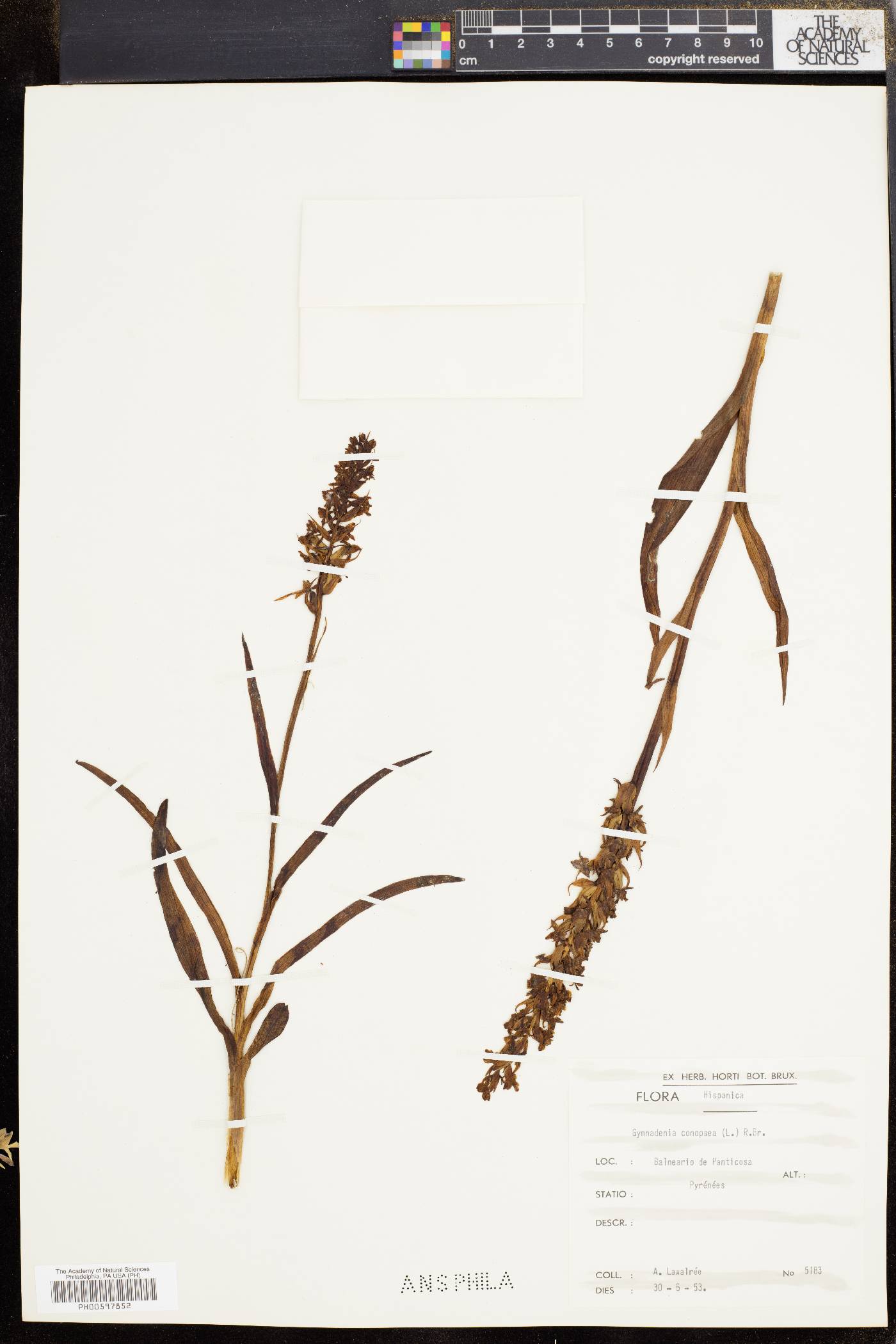 Gymnadenia conopsea image