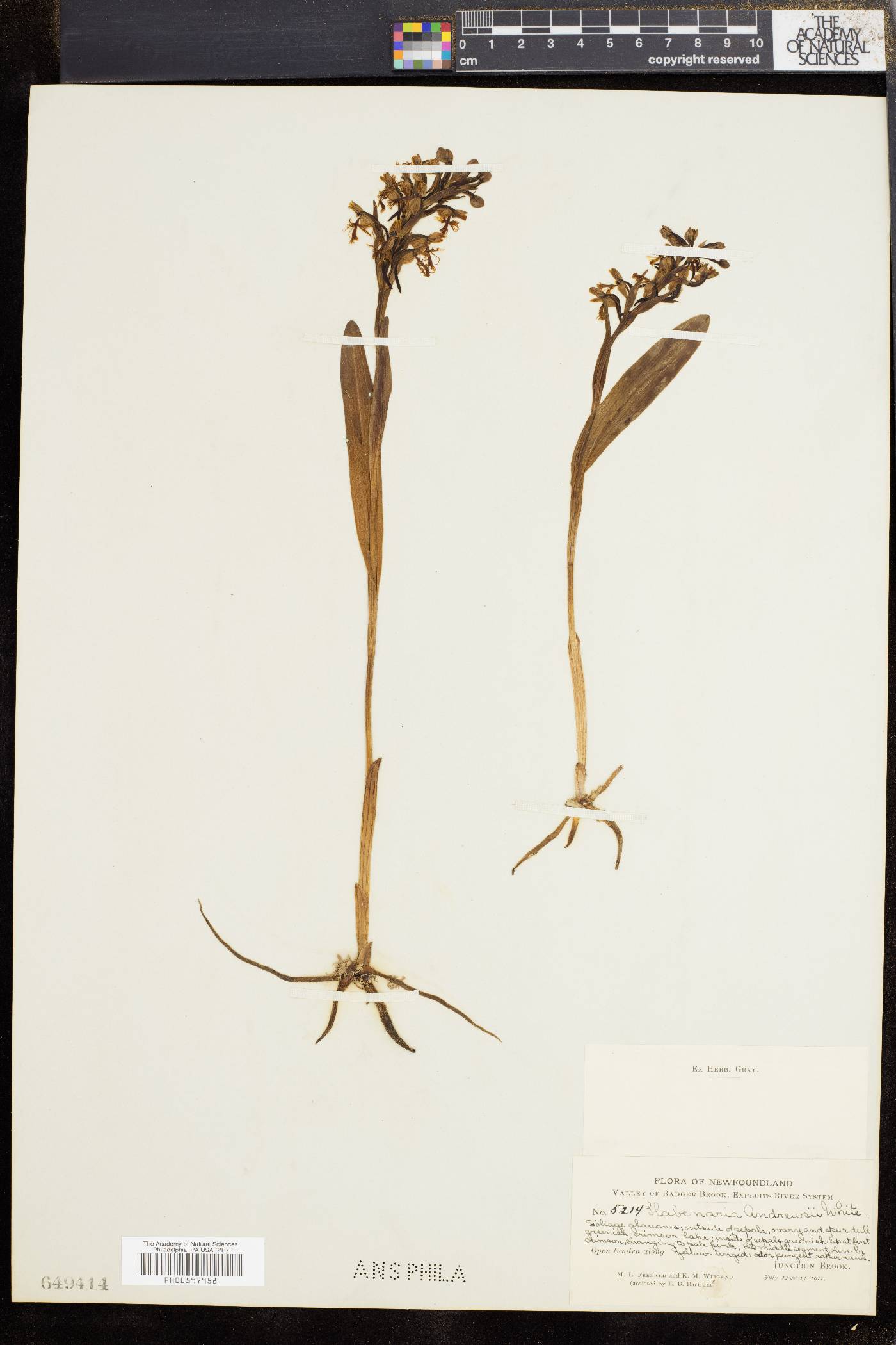 Habenaria x andrewsii image