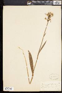 Platanthera blephariglottis image