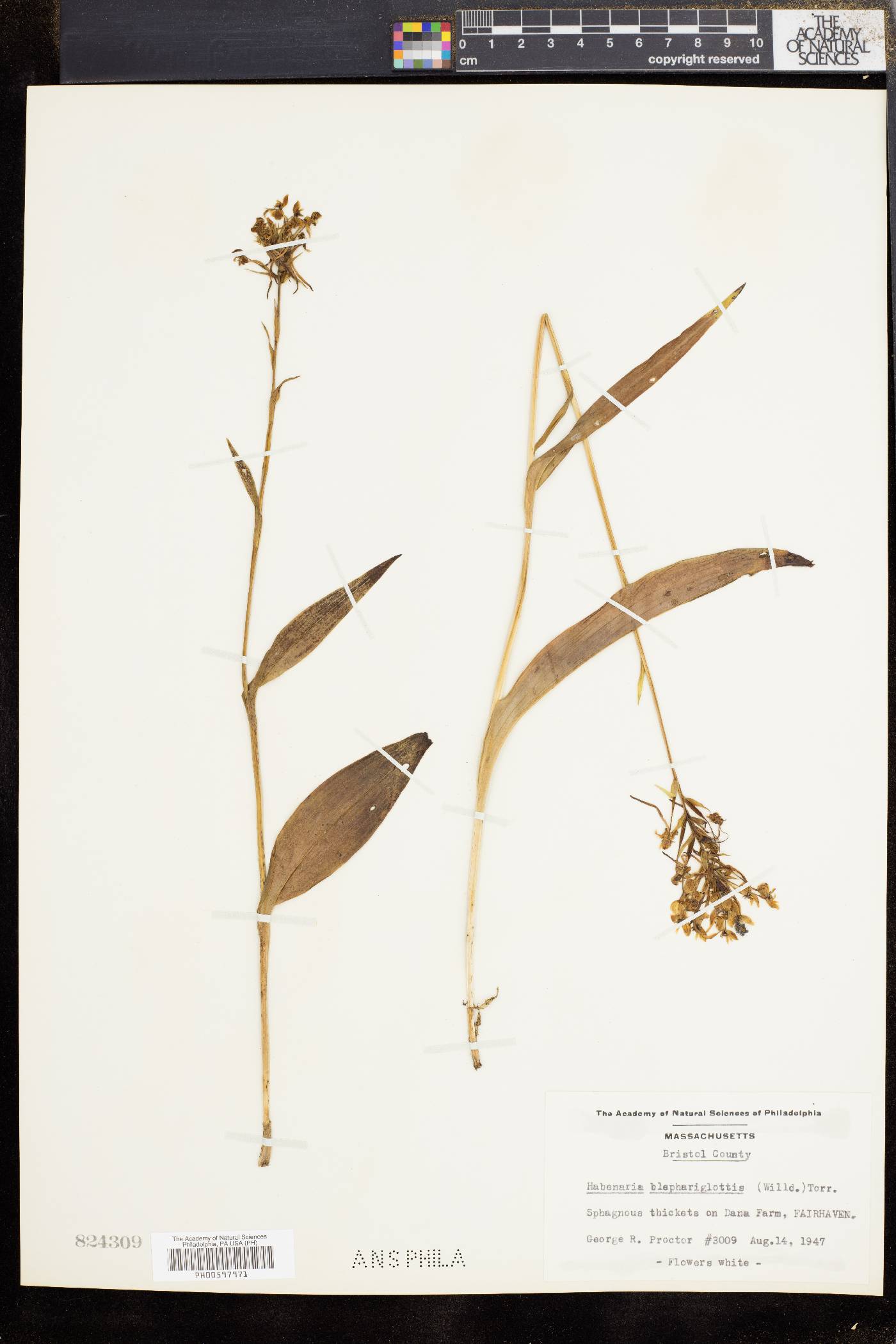 Platanthera blephariglottis image