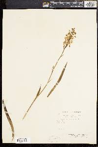 Platanthera blephariglottis image