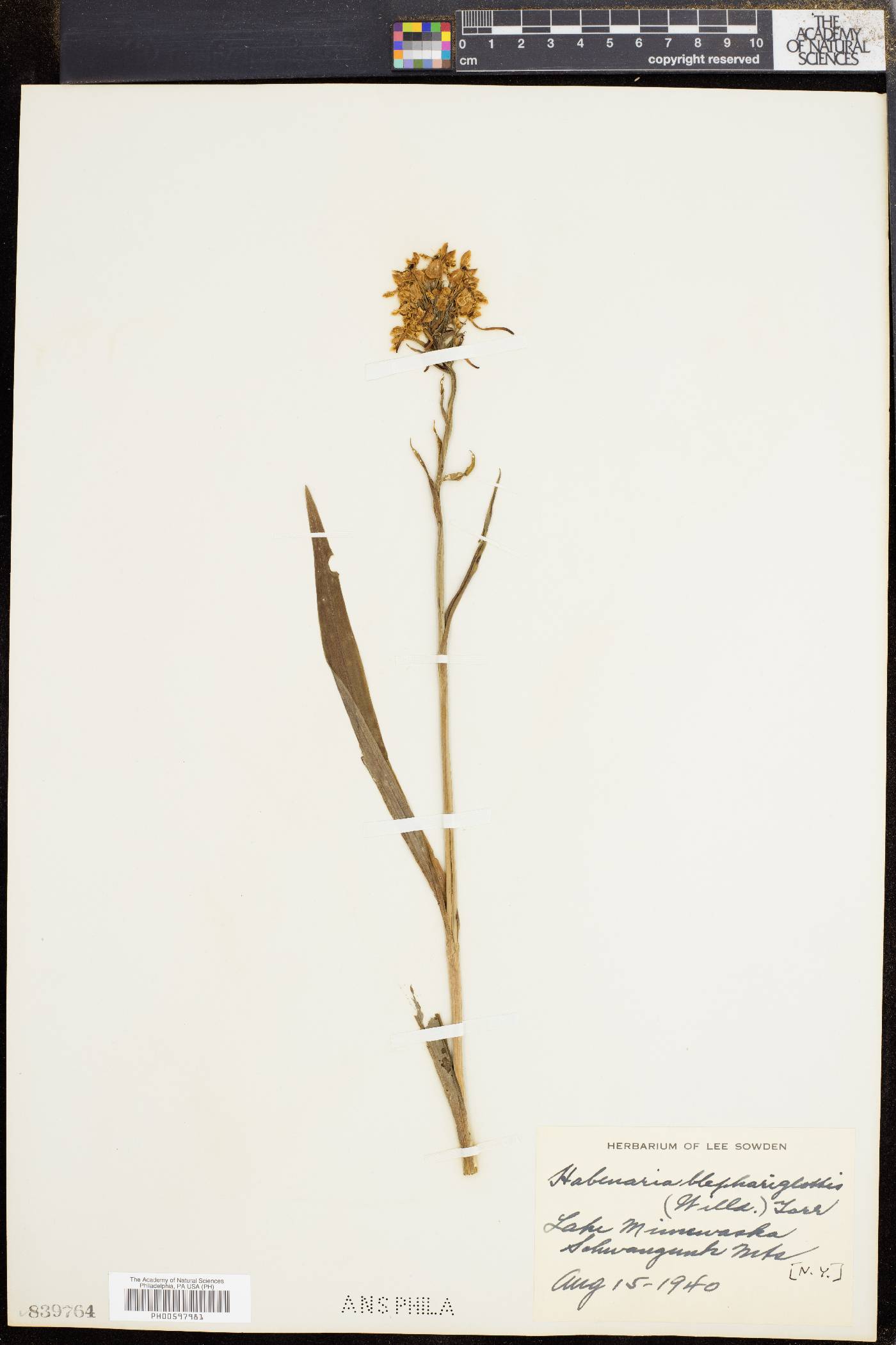 Platanthera blephariglottis image