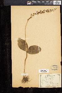 Listera ovata image