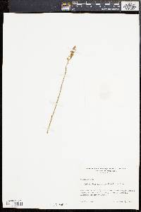 Spiranthes vernalis image