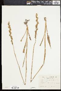 Spiranthes vernalis image