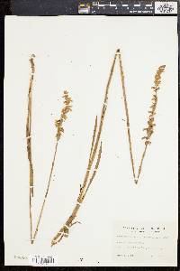 Spiranthes vernalis image