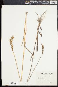 Spiranthes vernalis image