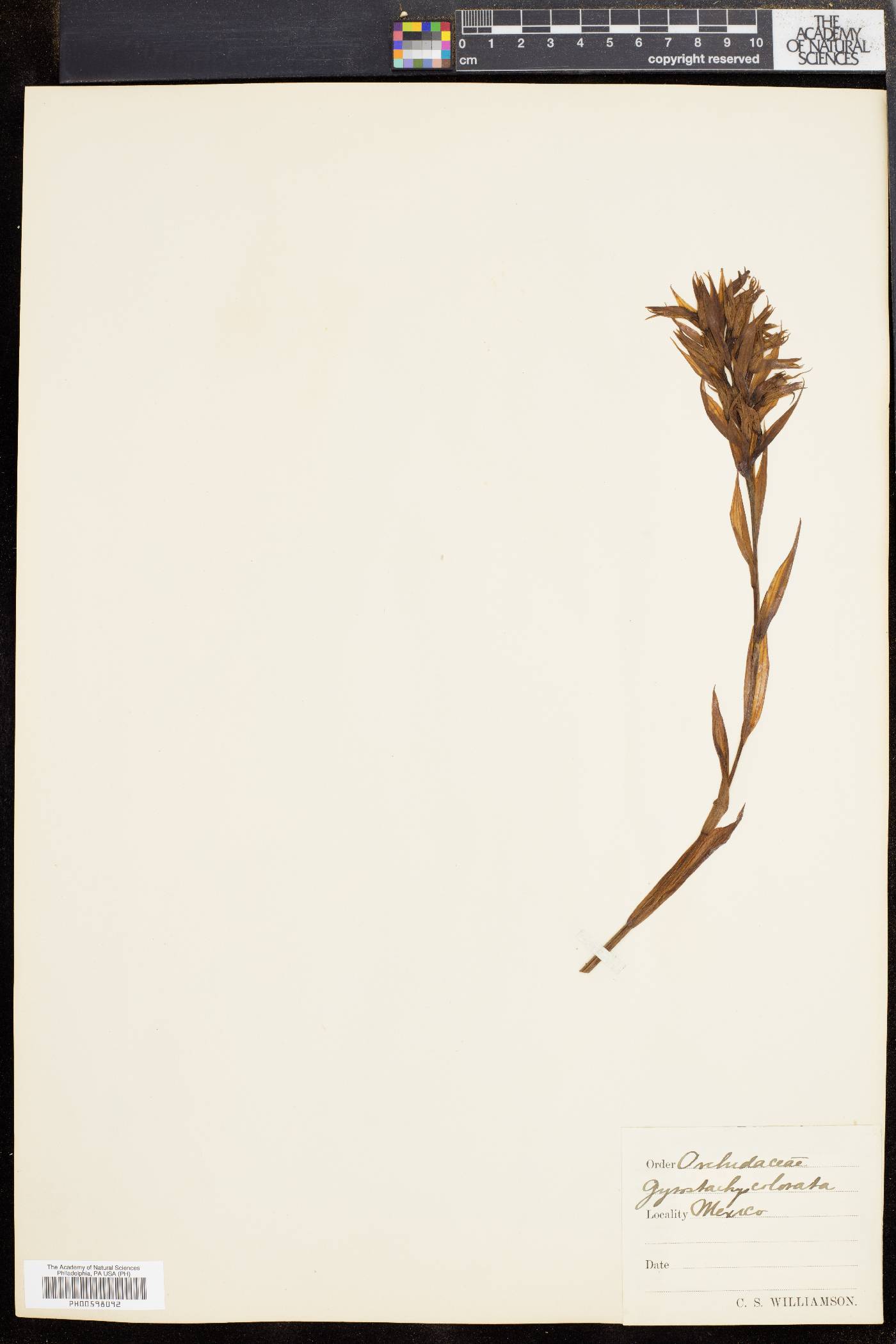 Stenorrhynchos speciosum image