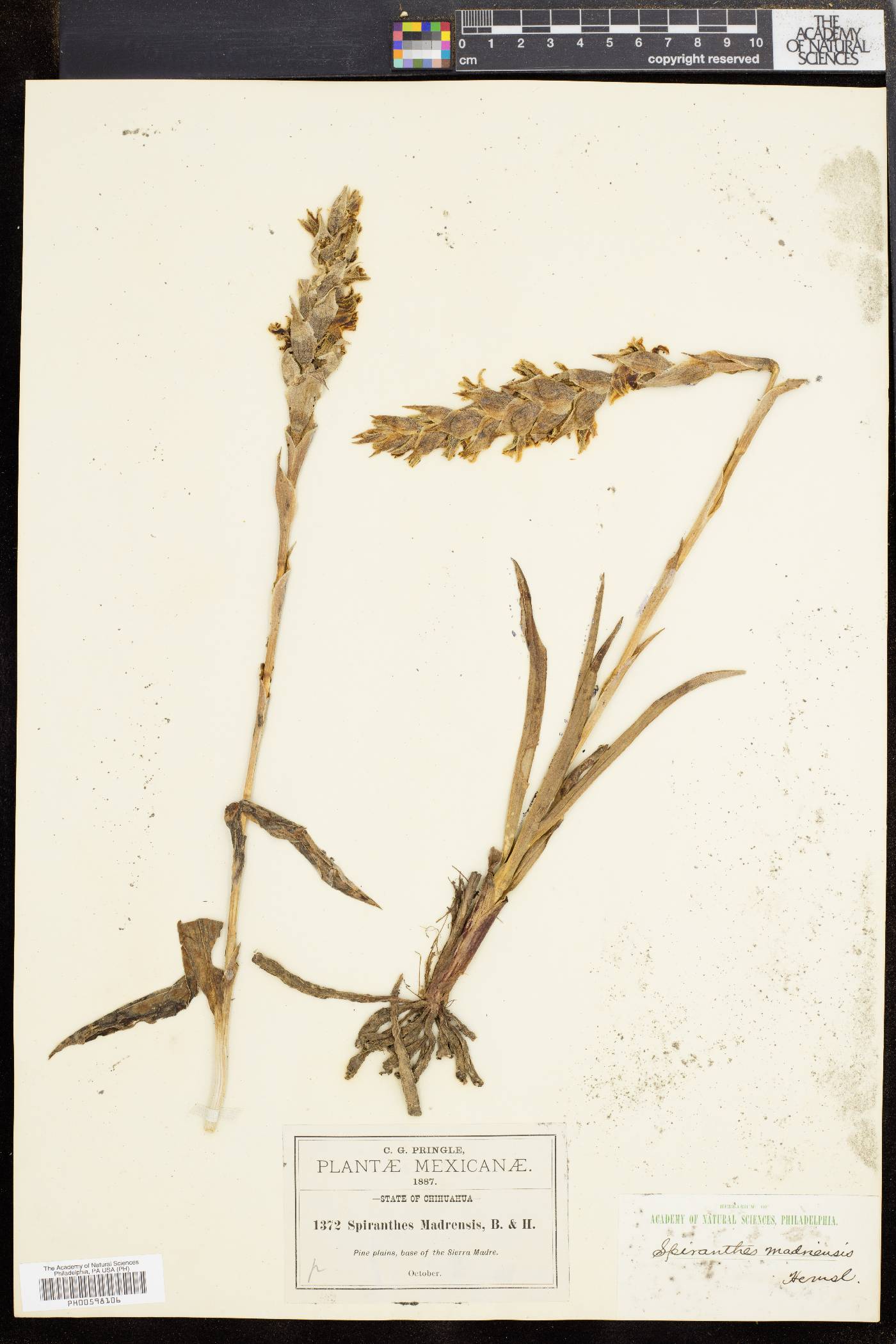 Spiranthes madrensis image