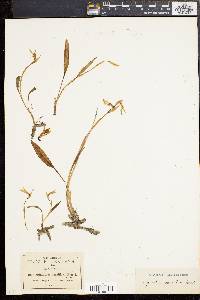Image of Spiranthes pauciflora