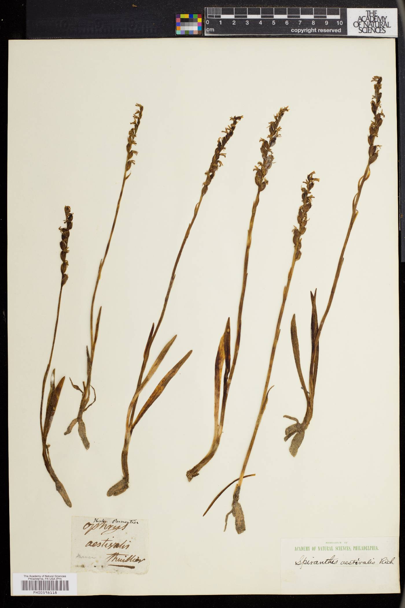 Spiranthes aestivalis image