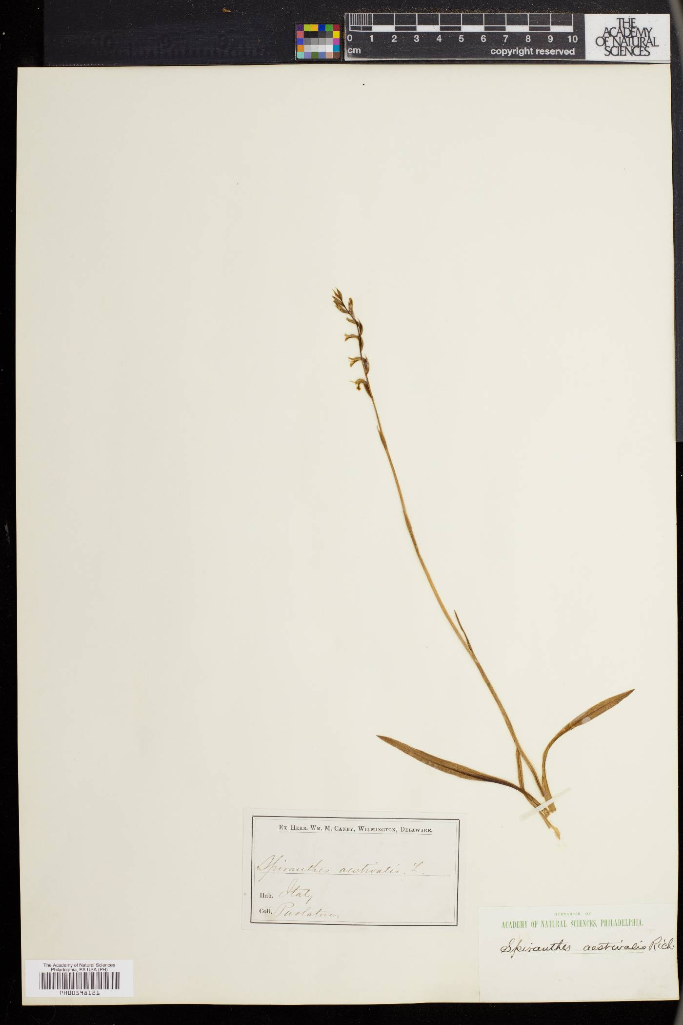 Spiranthes aestivalis image