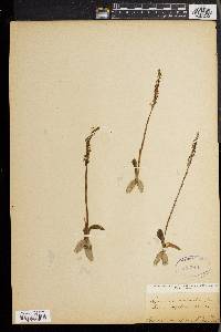 Spiranthes spiralis image