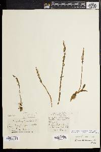 Spiranthes spiralis image