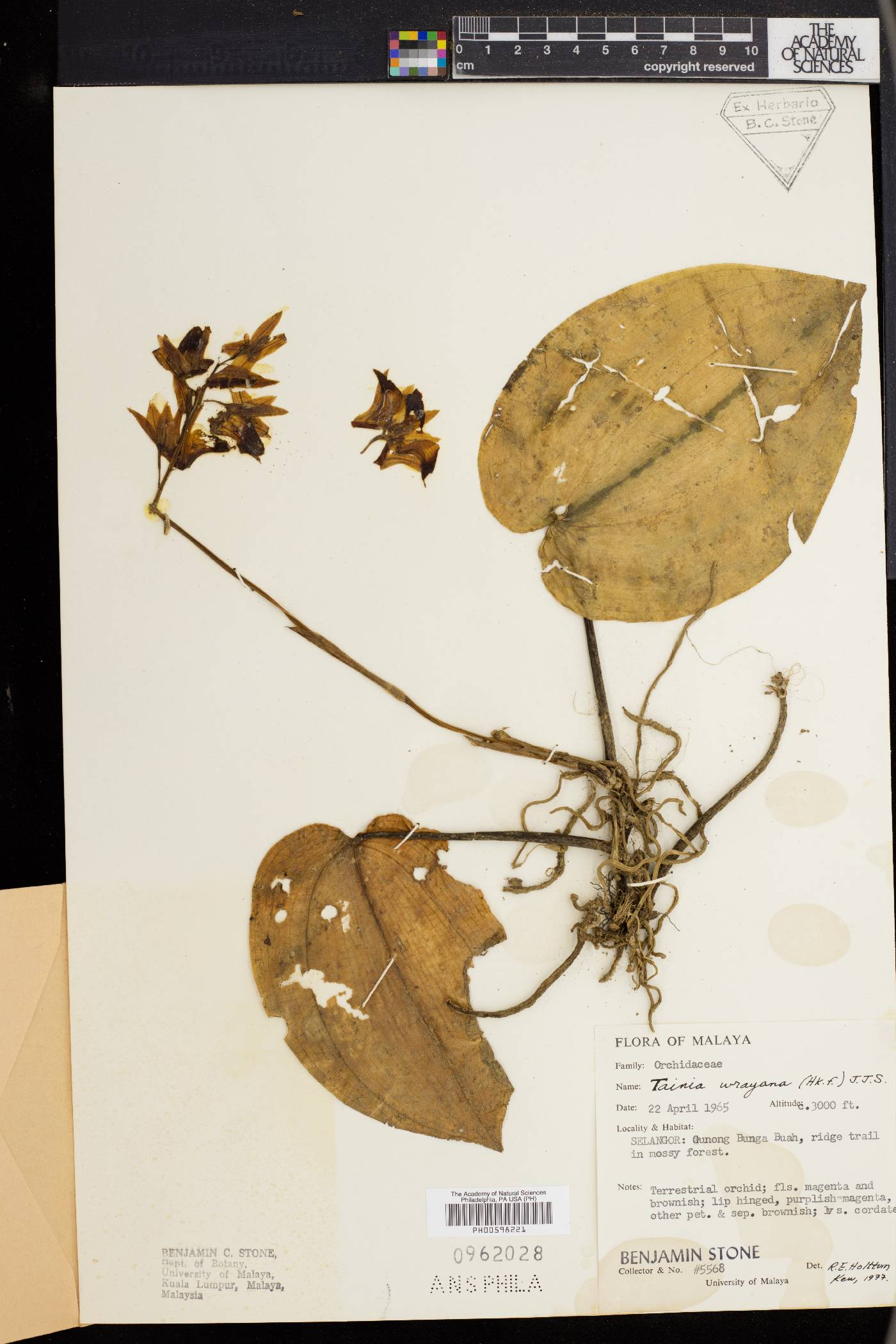 Tainia wrayana image