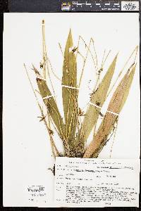 Media resource of Tainia hookeriana