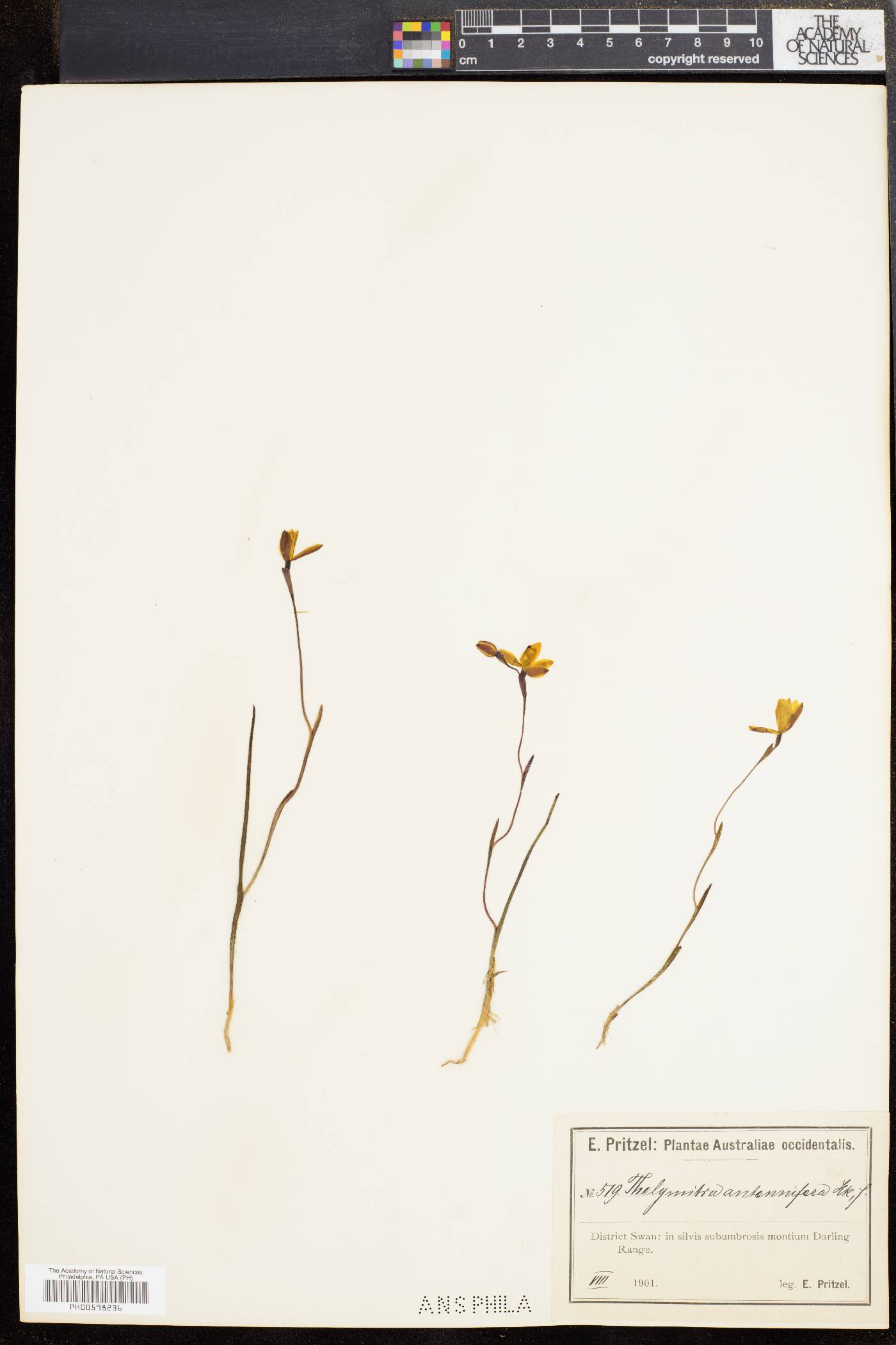 Thelymitra antennifera image