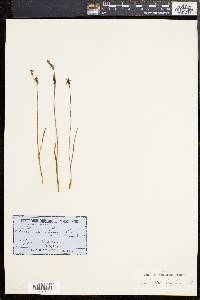 Thelymitra longifolia image