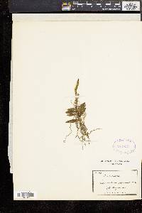 Image of Thrixspermum japonicum