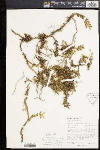 Trichotosia microphylla image