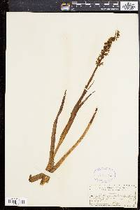Platanthera dilatata image