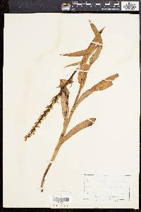 Platanthera dilatata image