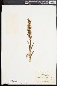 Platanthera dilatata image