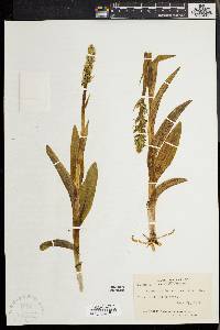 Platanthera hyperborea image