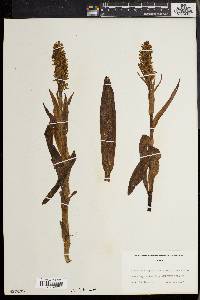 Platanthera hyperborea var. hyperborea image