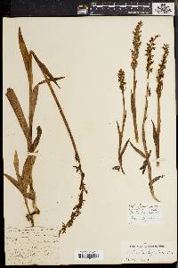 Platanthera hyperborea image