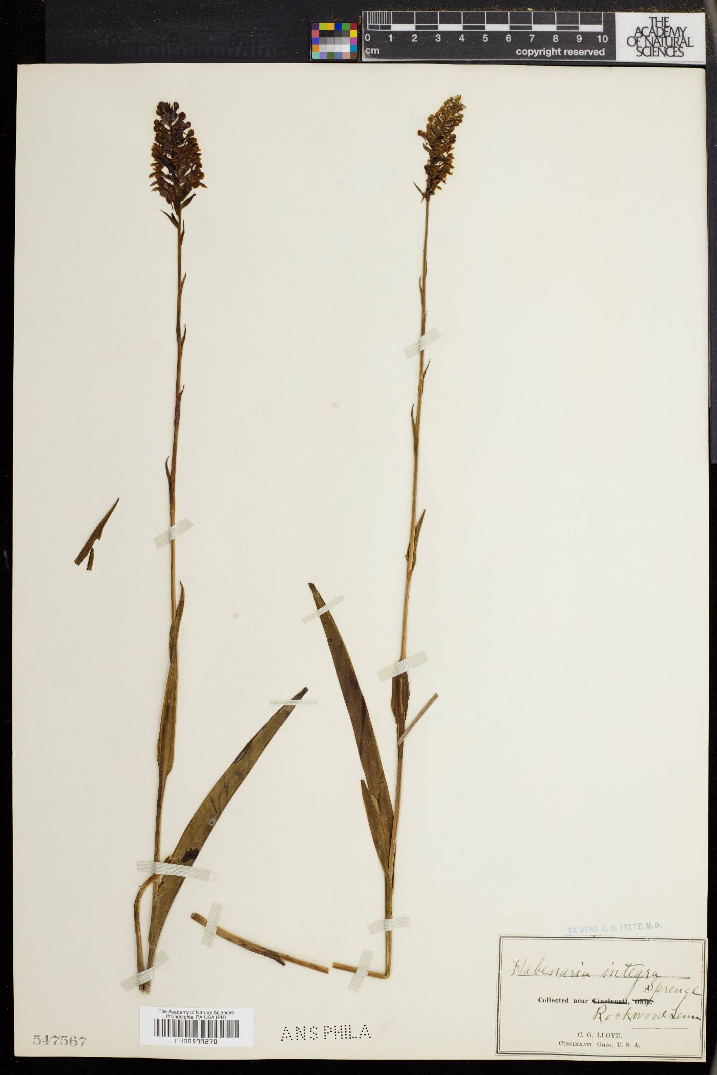 Platanthera integra image