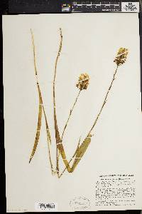 Platanthera integra image