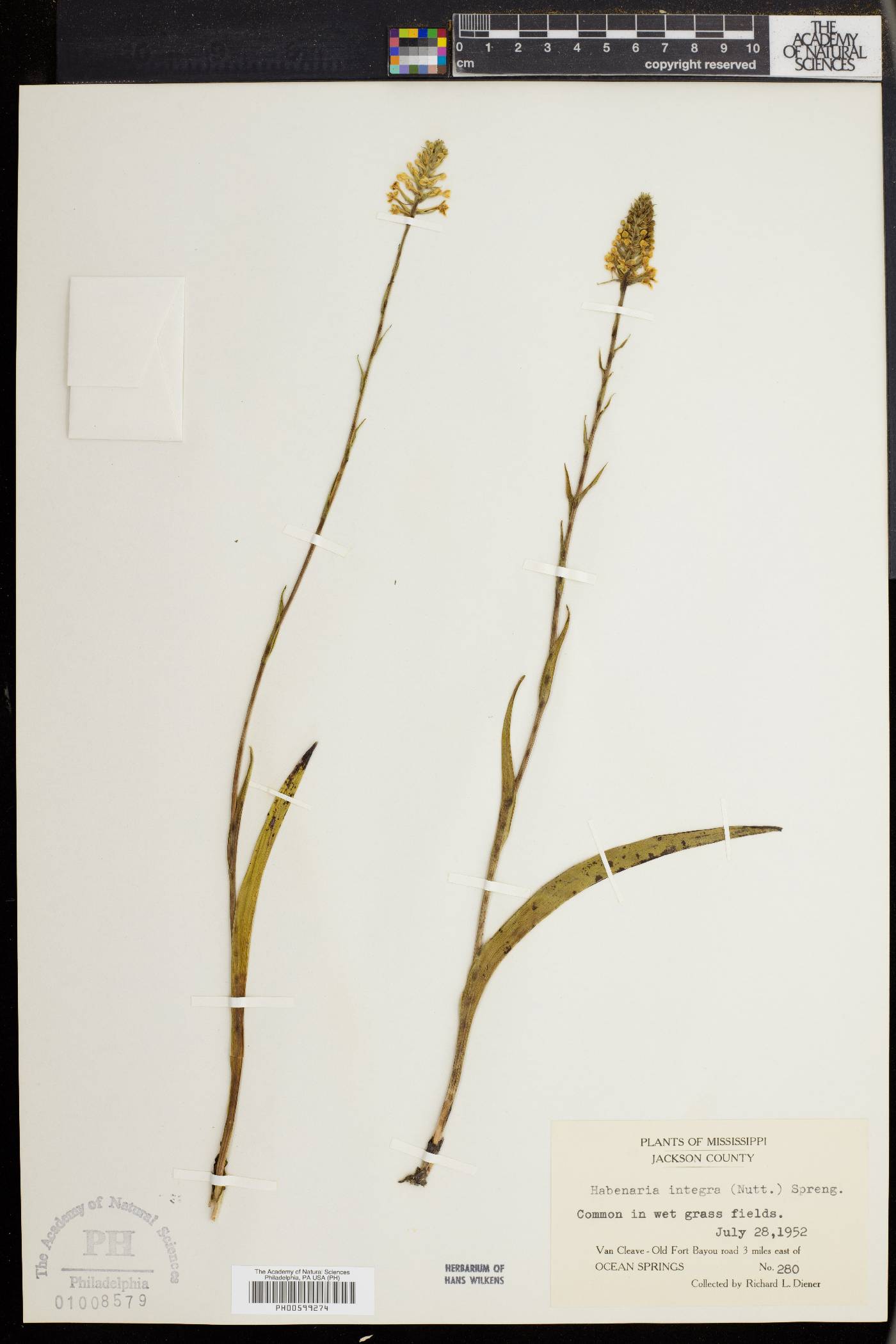 Platanthera integra image