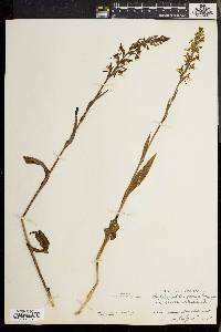 Platanthera lacera image