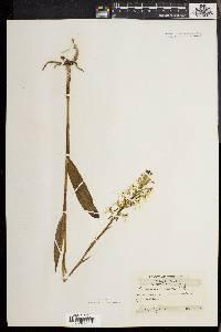 Platanthera lacera image