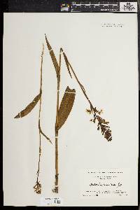 Platanthera lacera image